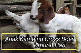 Anak Kambing No Togel