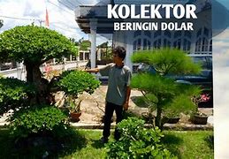 Harga Bonsai Beringin Dolar Termahal